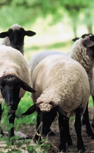 бизнес-план овцеводческой фермы