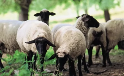 бизнес-план овцеводческой фермы