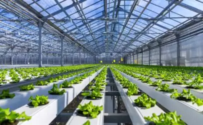 Изображение теплицы для статьи на тему разработки бизнес-плана теплицы